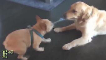 2015搞笑意外,笑料百出，欢乐无限